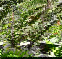 Daintree Ecolodge - C Tourism