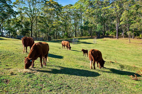 Gowan Ross Cottage - C Tourism 1