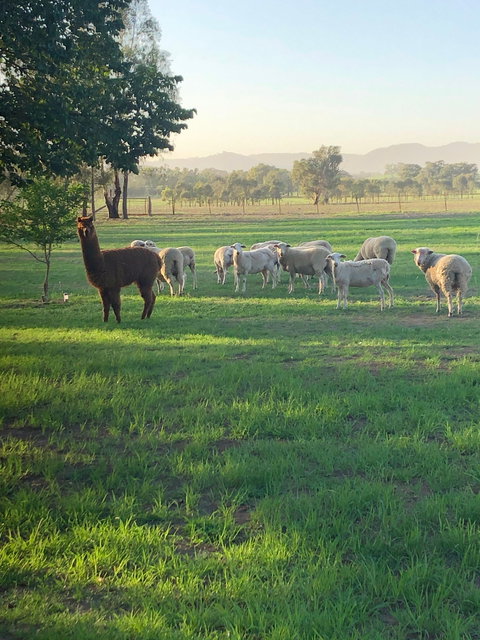 Wallinga Studio Farmstay - C Tourism 0