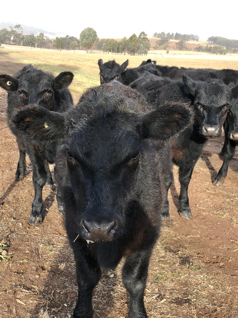 Wallinga Studio Farmstay - C Tourism 1