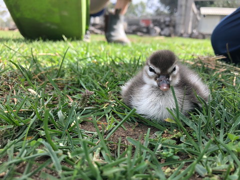 Wallinga Studio Farmstay - C Tourism 2