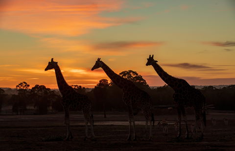 Zoofari Lodge, Taronga Western Plains Zoo Dubbo - C Tourism 1