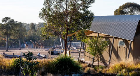 Zoofari Lodge, Taronga Western Plains Zoo Dubbo - C Tourism 2
