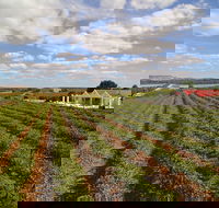 1837 Barossa Luxury Vineyard Cottages - C Tourism