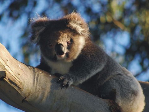 Bimbi Park Camping Under Koalas - C Tourism 0