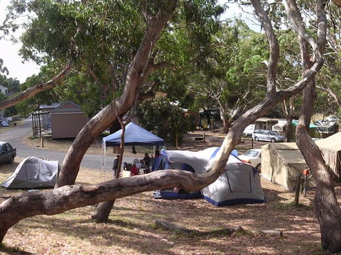 Bimbi Park Camping Under Koalas - C Tourism 1