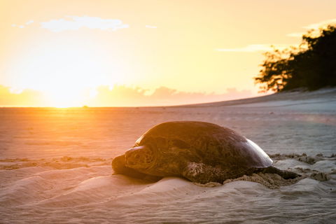 Heron Island Resort - C Tourism 2
