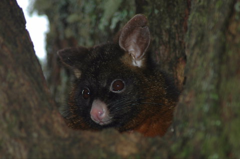 Newry Park Cottage - C Tourism 2