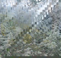 Waratah Gully campground - C Tourism