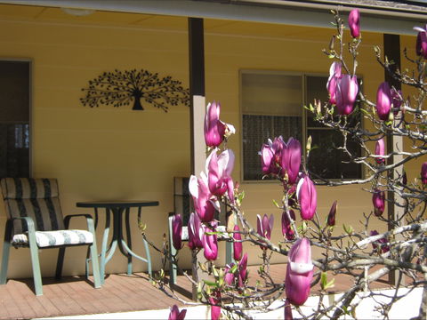 Figtree Cottage - C Tourism 1