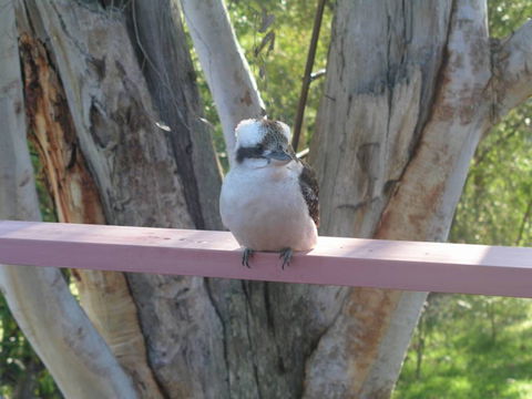Kookaburra Dreaming - C Tourism 0