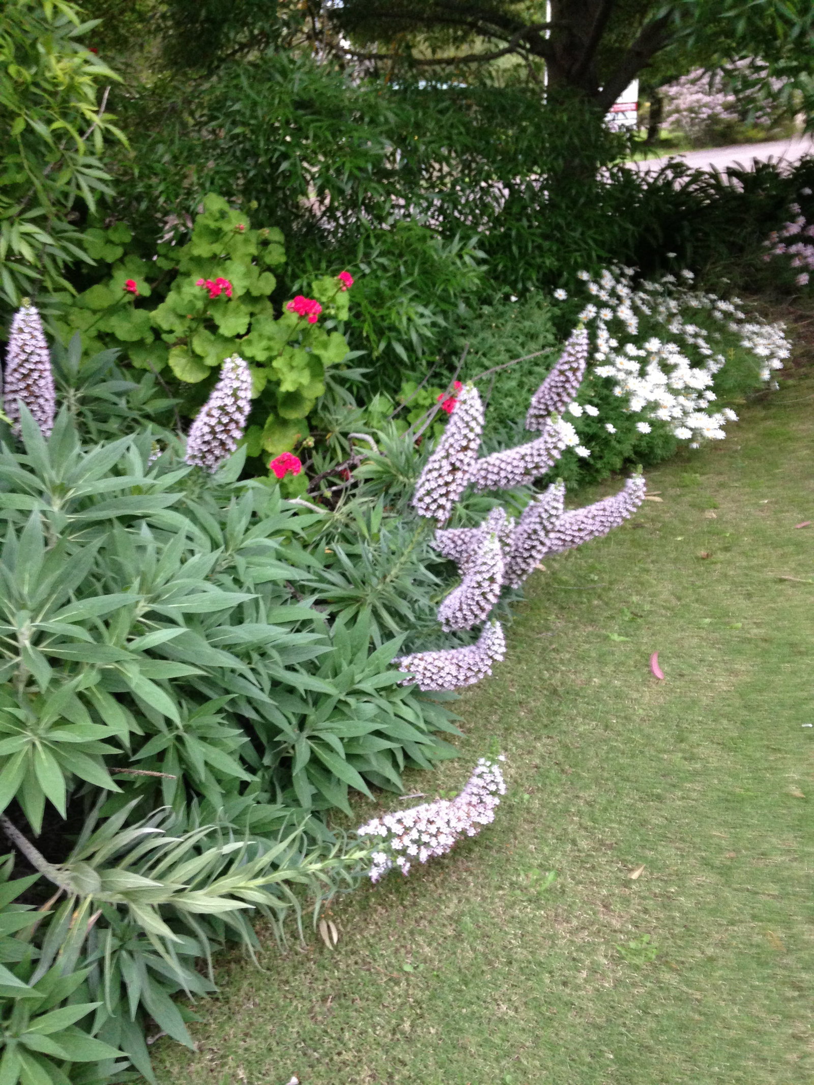 Mount Light SA C Tourism