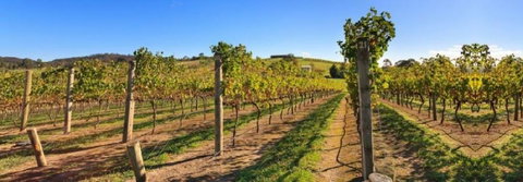 De Vine Escape - C Tourism 4