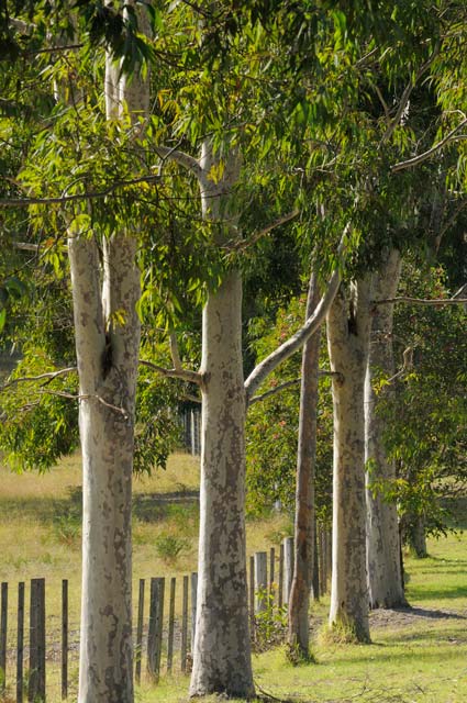 Stringybark Cottages - C Tourism 0