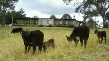 Bumblebrook Farm Motel - C Tourism 1