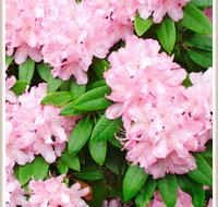 Cambridge Cottages - C Tourism