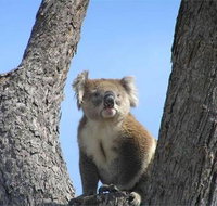 Resthaven Caravan Park