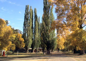 Omeo Caravan Park - C Tourism 0