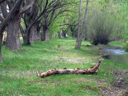 Omeo Caravan Park - C Tourism 3