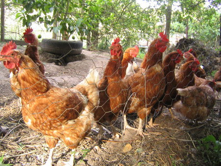 Cottage Braeside Mt Macedon - C Tourism 2