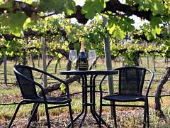 De Vine Escape - C Tourism 2