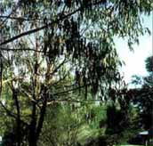 Mallacootas Shady Gully Caravan Park - C Tourism