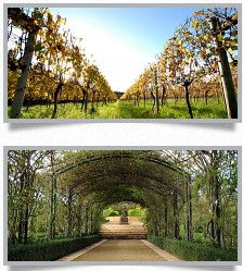 Morning Star Estate - C Tourism 1