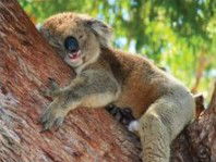 The Kosy Koala - C Tourism 3