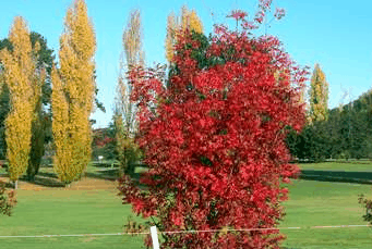 Tenterfield Golf Club Fairways Lodge - C Tourism 2
