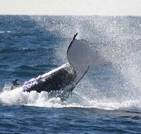 Whale Watching Sydney - C Tourism