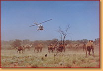 Kings Creek Station - C Tourism 2