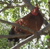 Perth City Farm Organic Markets - C Tourism 3