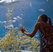The Aquarium Of Western Australia - C Tourism 0