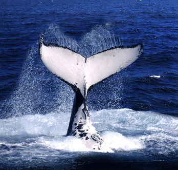 Brisbane Whale Watching - C Tourism 0