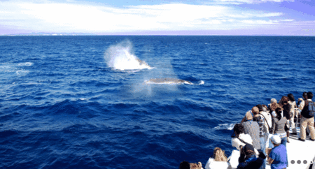 Brisbane Whale Watching - C Tourism 1