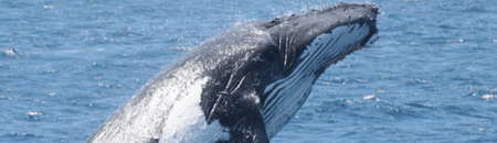 Brisbane Whale Watching - C Tourism 2