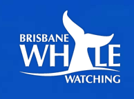 Brisbane Whale Watching - C Tourism 3