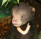 Perth Zoo - C Tourism