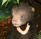 Perth Zoo - C Tourism 0