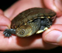 Perth Zoo - C Tourism 1