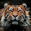 Perth Zoo - C Tourism 2