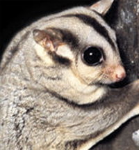 Perth Zoo - C Tourism 3