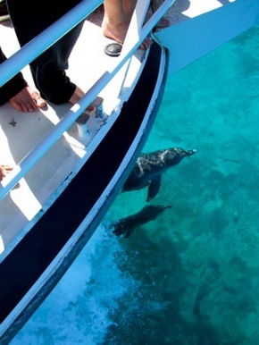 Pelican Charters - C Tourism 0