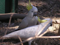 Wirrimbirra Sanctuary - C Tourism 1