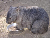 Wirrimbirra Sanctuary - C Tourism 2