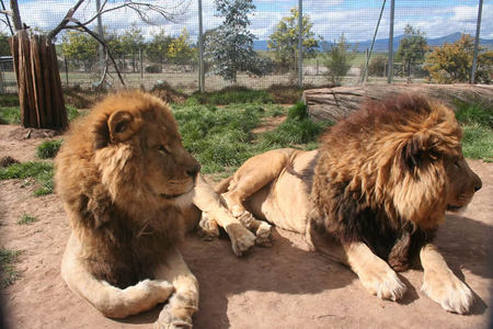 Mansfield Zoo - C Tourism 0