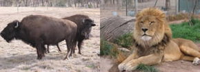 Mansfield Zoo - C Tourism 3