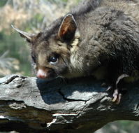 Moonlit Sanctuary Wildlife Conservation Park - C Tourism