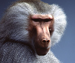 Alma Park Zoo - C Tourism 1