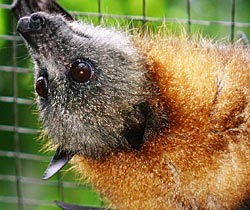 Alma Park Zoo - C Tourism 2